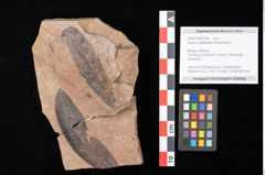 Foto (Objekt + Etikett) von Quercus palaeoilex Ettingshausen (NHMW-GEO-2024-0188-0768)